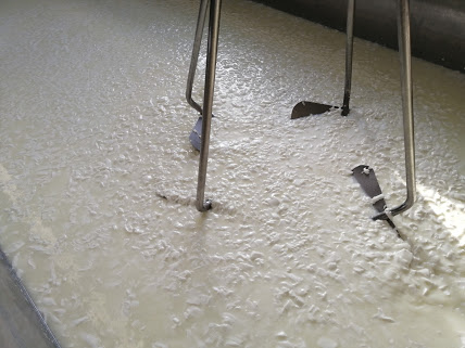 How cheese is made. Agitating the curd.