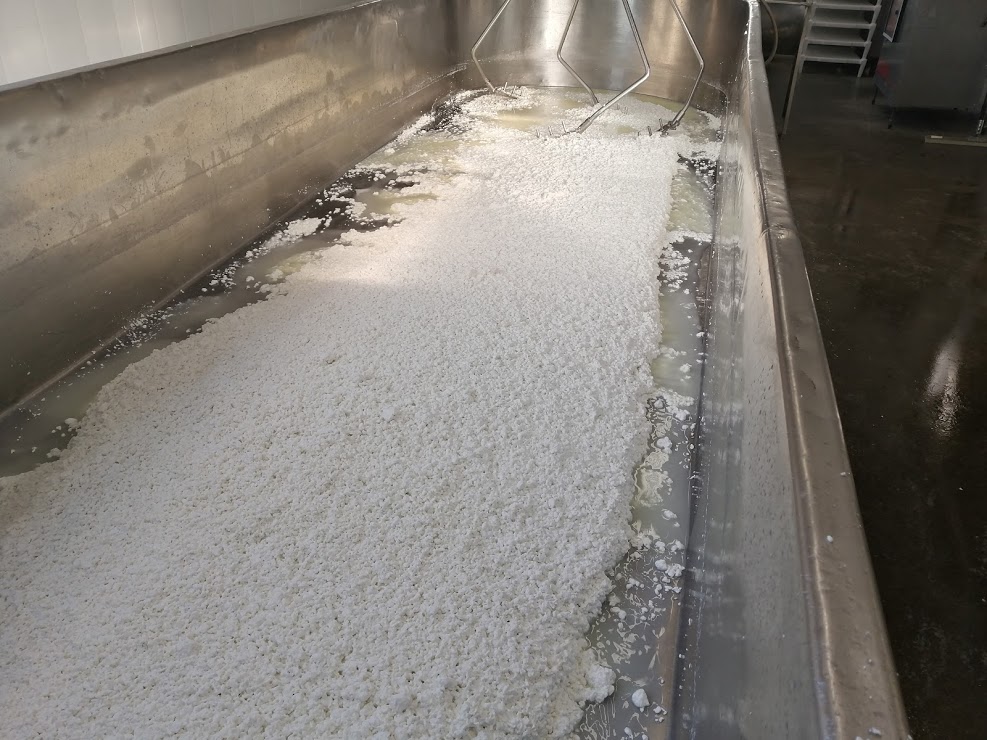 How cheese is made - fresh cheese curds