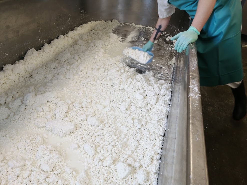 How cheese is made - the curd is scooped out of the vat