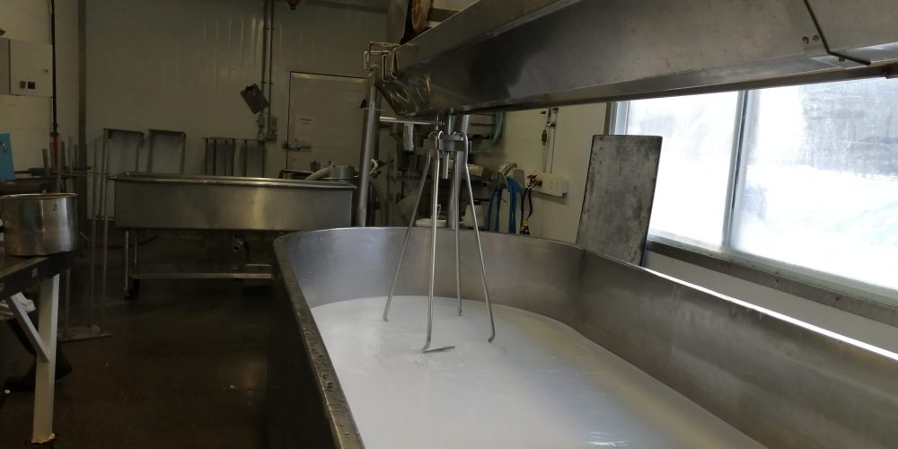 Ingredients in cheese - milk in a vat ready to be turned into cheese